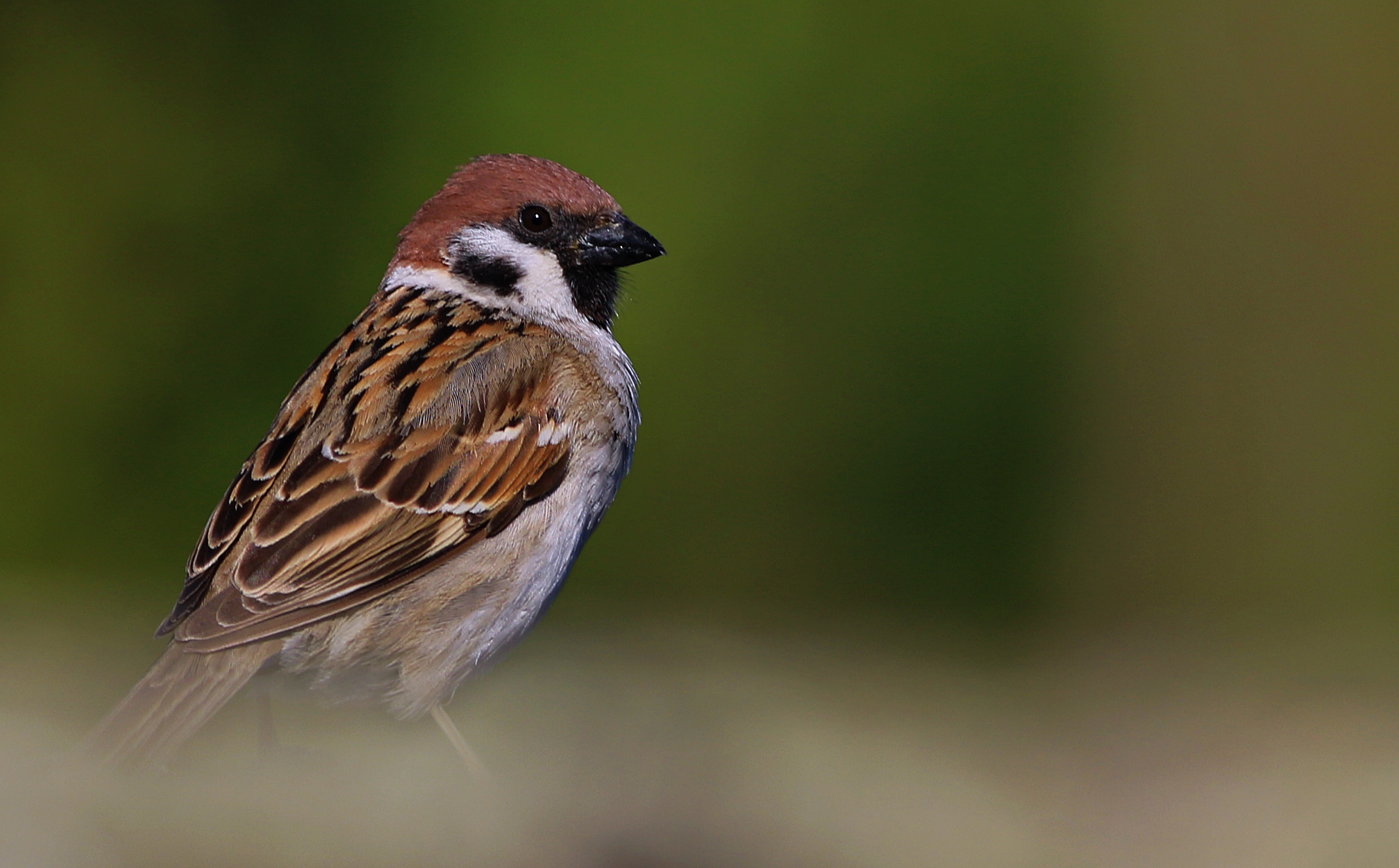 Eurasian Tree Sparrow